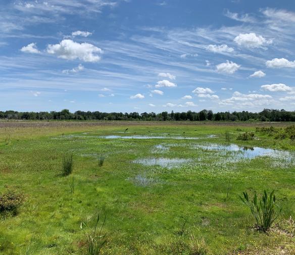 Wetland Mitigation Bank