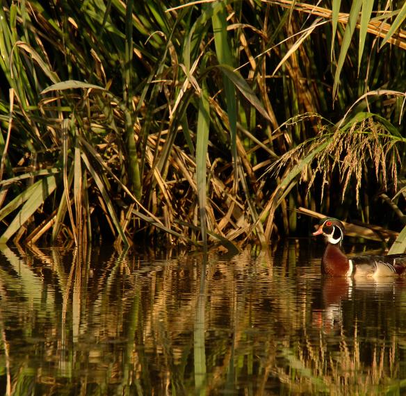 Duck