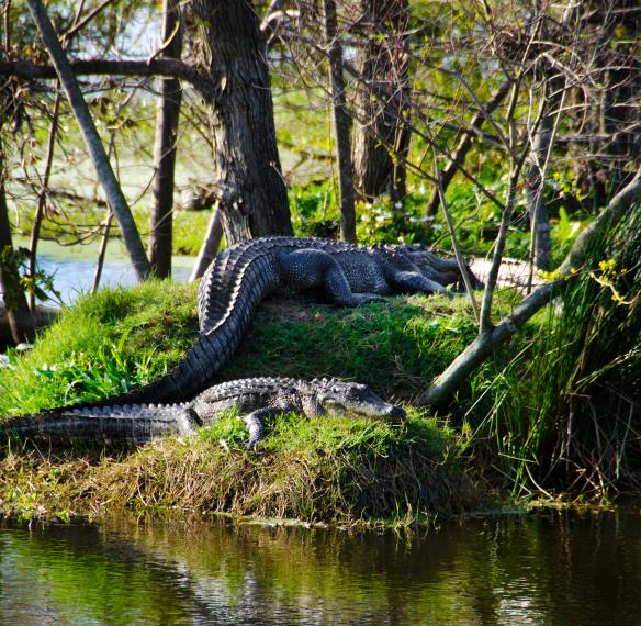 Gators on the bank