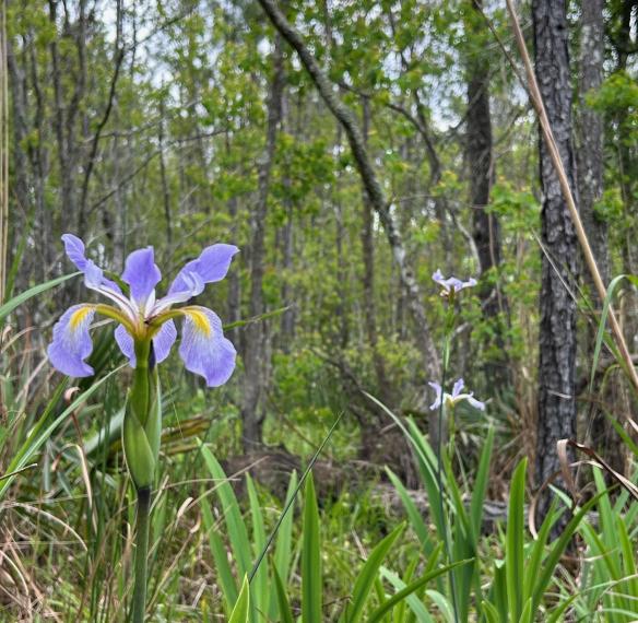 Iris Flower