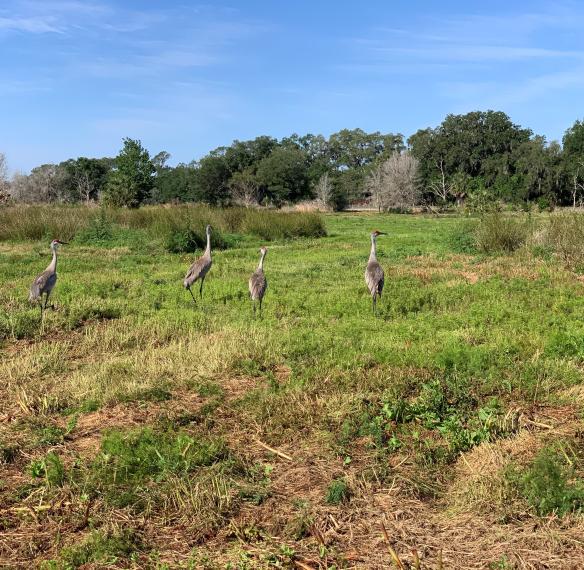 Sandhill Cranes