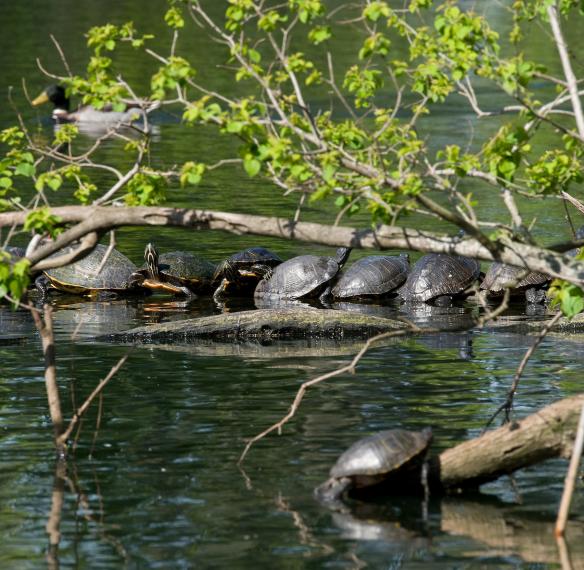 Turtles